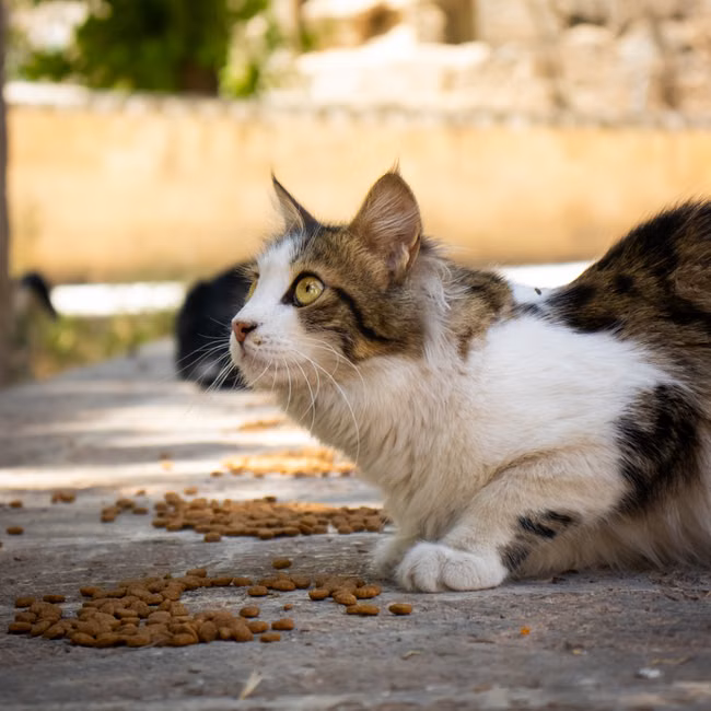 Ração para Cães Adultos (15kg)