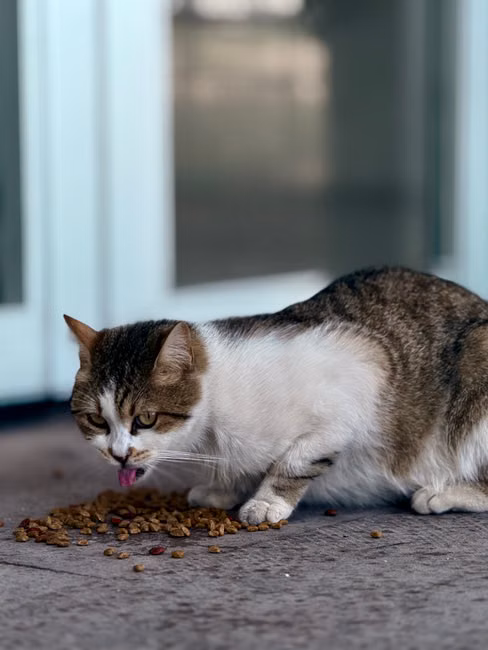 Ração para Gatos (10kg)