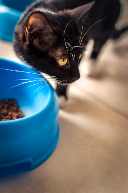 Catnip Erva do Gato
